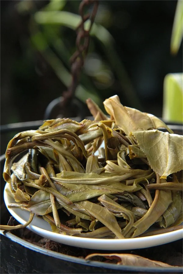 Grow Royalty Purple Pod Bush Beans for Beauty and Harvest